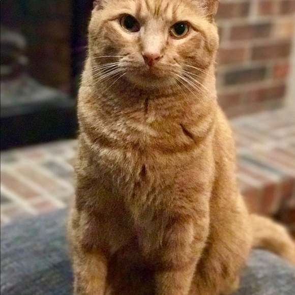 Meet your Posher, Jill - Picture 4 of 12